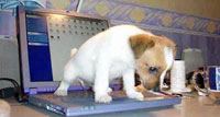 щенок надул на ноутбук